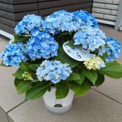☆サカモト園芸☆シャルムとモンテの2色植え☆5号鉢☆ - メルカリ