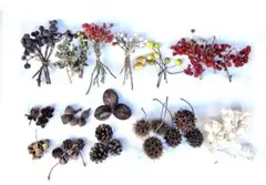 木の実アソート 野バラの実 ナンキンハゼ ユーカリ カシワバアジサイ