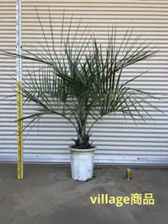 2025年最新】ココスヤシ シルバーリーフの人気アイテム - メルカリ