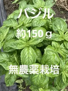バジル 無農薬 ネコポス 約150ｇのサムネイル