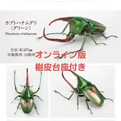 いきもの大図鑑 かぶとむし09 カブトハナムグリ(グリーン) オンライン版①