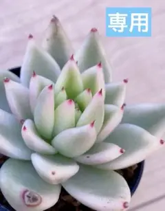 マリア錦◎多肉植物 カット苗 韓国苗 エケベリア等 抜き苗 ギョクシ錦 ZM1505×15株 ふっくら 多肉植物 エケベリア