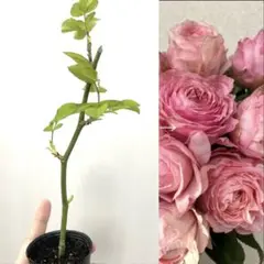 ⭐️購入前必ずコメント下さい　レア　切り花品種　四季咲きバラ苗