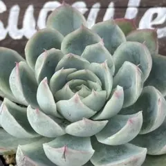 ♡ins様 リクエスト 2点 まとめ商品