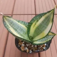 2025年最新】サンスベリアの人気アイテム - メルカリ