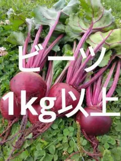 ビーツ(デトロイトダークレッド)　1kg以上のサムネイル