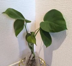 235 モンステラ デリシオサ コンパクタ 福助フォルム 丸葉 おわん型