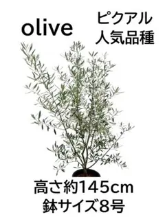 オリーブの木 ミッション 8号 約155cm NO.1081 人気品種 現品掲載