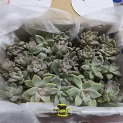 多肉植物　桜牡丹　カット苗約４０個のサムネイル