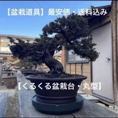 中型松盆栽 曲がった幹の陶器植え - メルカリ
