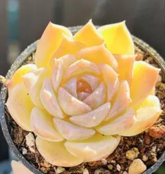 2026年最新】多肉 植物 抜き 苗の人気アイテム - メルカリ