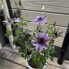 アキノ様 リクエスト 2点 まとめ商品　クレマチス　妖精のゆらぎ　6号