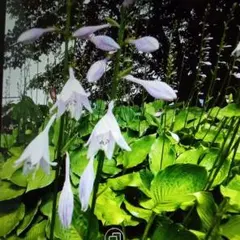 ギボウシ ホスタ 水戸の華 抜き苗① - メルカリ