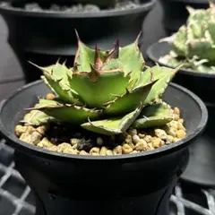 アガベチタノタ　宝珠　ヤバノタ　大株 アガベ ヤバノタ 宝珠 大株5号鉢 鉢ごと発送