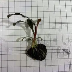 2026年最新】ブセファランドラ レッドの人気アイテム - メルカリ