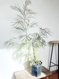 コニファー ムーングロー 180cm❗綺麗な樹形 シルバーリーフ 優良株