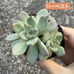 2025年最新】リエール苗の人気アイテム - メルカリ