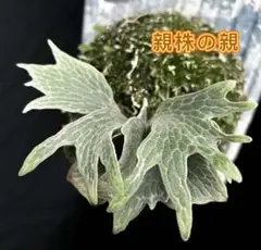 ビカクシダP.Willinckii Watchara Fish Bone pup ビカクシダP.Willinckii Watchara Fish Bone pup Platycerium