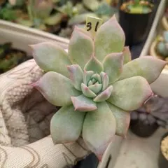 2025年最新】中里リンゼアナの人気アイテム - メルカリ