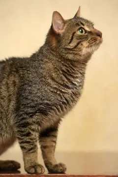 ポム様専用
