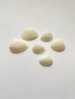 貝殻6個セット