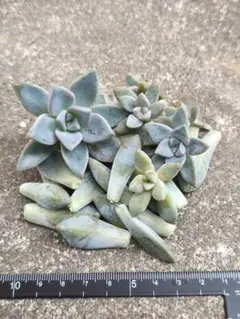 多肉　初心者　葉挿し　カット苗セット