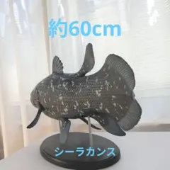 2026年最新】シーラカンス 化石魚の人気アイテム - メルカリ