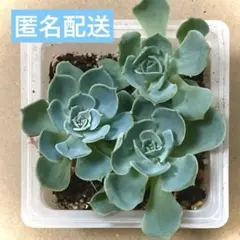 エケベリア【七福神】7cm 4株セット - メルカリ