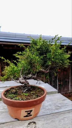 2025年最新】糸魚川真柏の人気アイテム - メルカリ