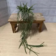 ☘観葉植物☘ホヤ リネアリス 抜き苗⑩ ☘観葉植物☘ホヤ リネアリス 抜き苗⑤ - メルカリ