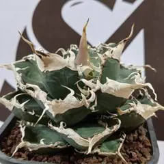 2025年最新】上澳園芸の人気アイテム - メルカリ