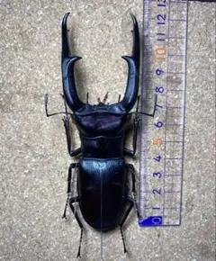 昆虫標本】ミクラミヤマクワガタ 標本 野生 ワイルド 黄紋型 - メルカリ