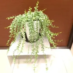 多肉小屋　プロフィール必読様 リクエスト 2点 まとめ商品