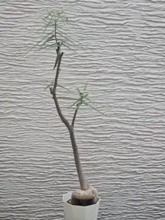 観葉植物 ボトルツリー 約105センチ - メルカリ