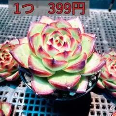 多肉植物　ムーンストーン　エケベリア属