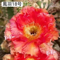 104-魔法 新品種 花サボテン エキノプシス属 羽毛咲き カキコ - メルカリ