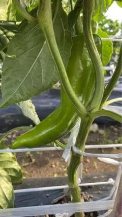 旨い新鲜ししとう牛角椒特大15kg少しからい中辛 - メルカリ