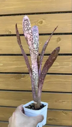 2025年最新】BILLBERGIAの人気アイテム - メルカリ