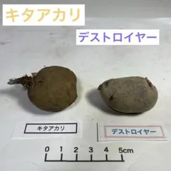 ぷい虎様 リクエスト 3点 まとめ商品