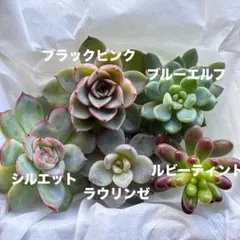 (多肉植物)人気の多肉5種類セット！
