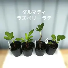 イチジク 苗 4本セット ダルマティ ラズベリーラテ　メルカリ便発送　自然栽培のサムネイル