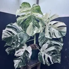 メルカリ便発送‼︎　レイオブライト　変わり斑 4株カット苗 2025年最新】アテナータ レイオブライトの人気アイテム - メルカリ