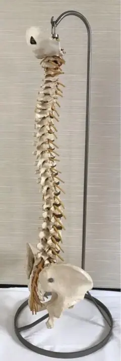 2025年最新】somso 模型の人気アイテム - メルカリ