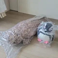 海遊館ミュージアム ガチャ オオサンショウウオ - メルカリ