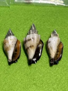 貝殻標本(沖縄の青い海の宝) オハグロガイ蓋付 - メルカリ