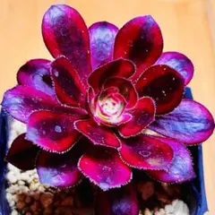 多肉植物 ⭐️アエオニウム シャネル⭐️韓国苗育成 抜き苗 d98 - メルカリ