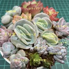 つぶつぶ多肉寄せ植え　R