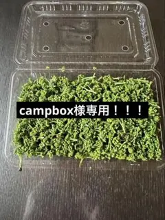 採れたて 花山椒 無農薬 100グラム 奈良県産 - メルカリ