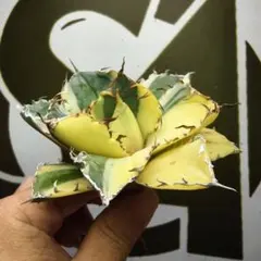 035【上澳園芸】 アガベ チタノタ 白鯨錦（永久斑）安定錦 - メルカリ