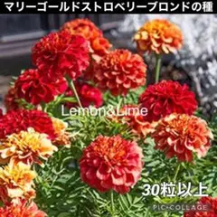 マリーゴールドストロベリーブロンドの種